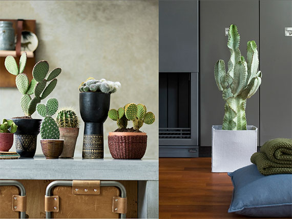 ¿Quieres esculturas? ¡Cultiva cactus!